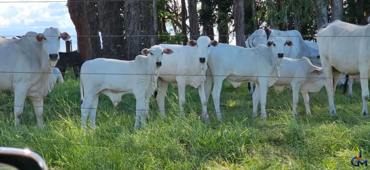 Fazenda a 125 km de Tangara da Serra/MT - Foto 2