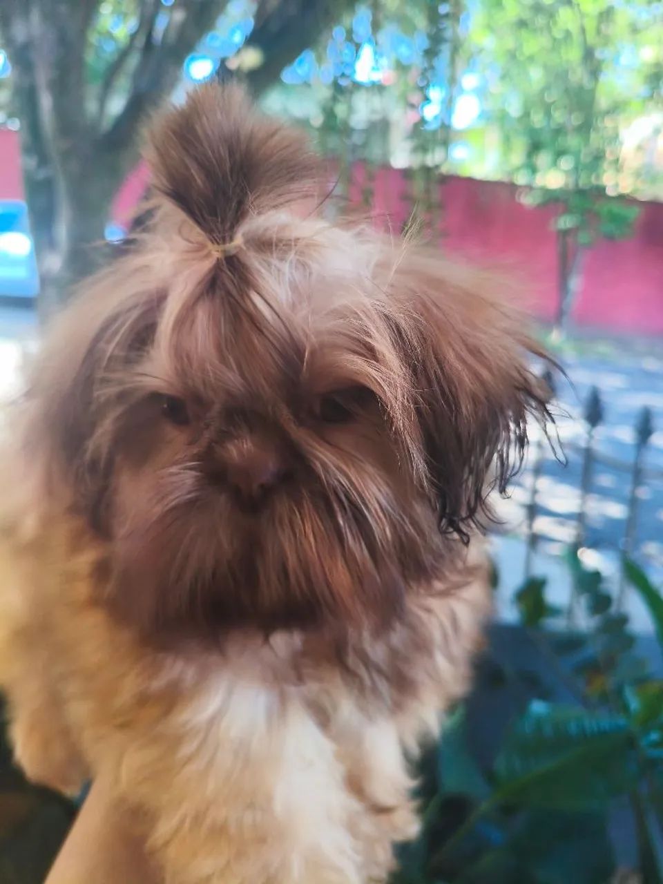 Shih tzu - Foto 4