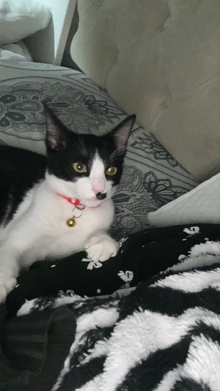 Gatinho macho