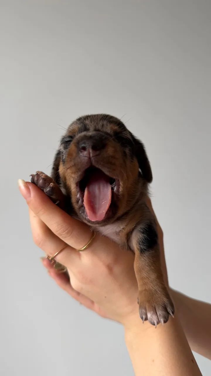 Dachshund Arlequim - Foto 2