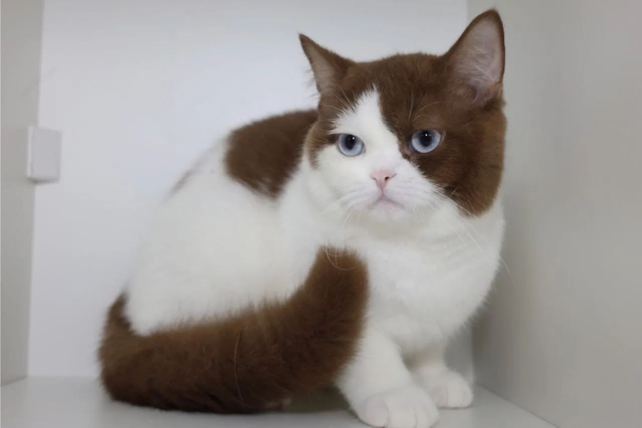 Gato British Shorthair Raro  - Foto 3