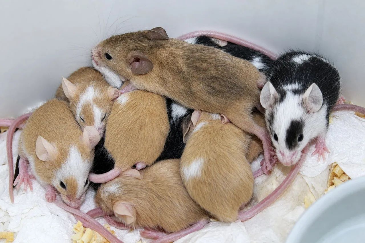 Camundongos  - Foto 2