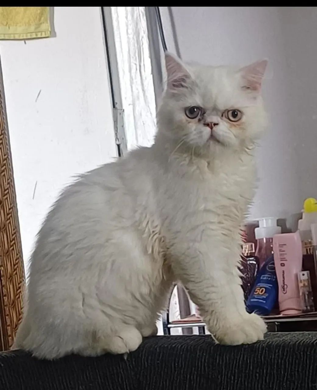 Gato persa show macho 1 ano e 2 meses 