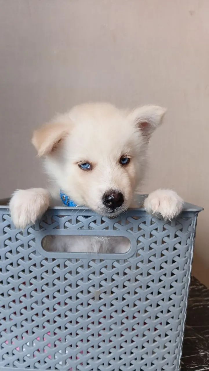 Husky siberiano  - Foto 5