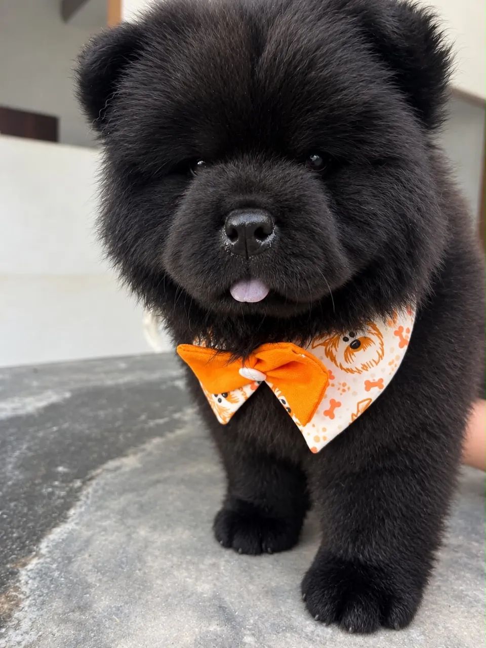 Chow Chow americano  - Foto 3
