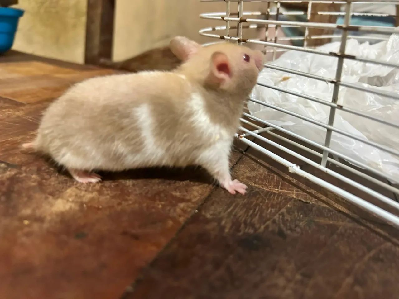 Hamster 
