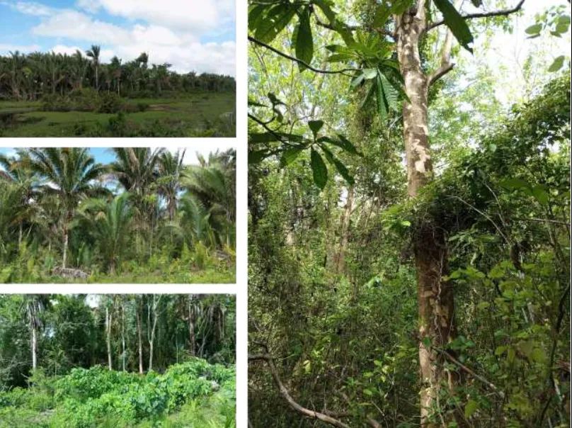 Fazenda Recanto da Lagoa Nova 21.728.700m² - Foto 3