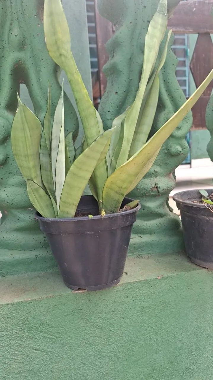 Mudas de Espada de Santo Agostinho