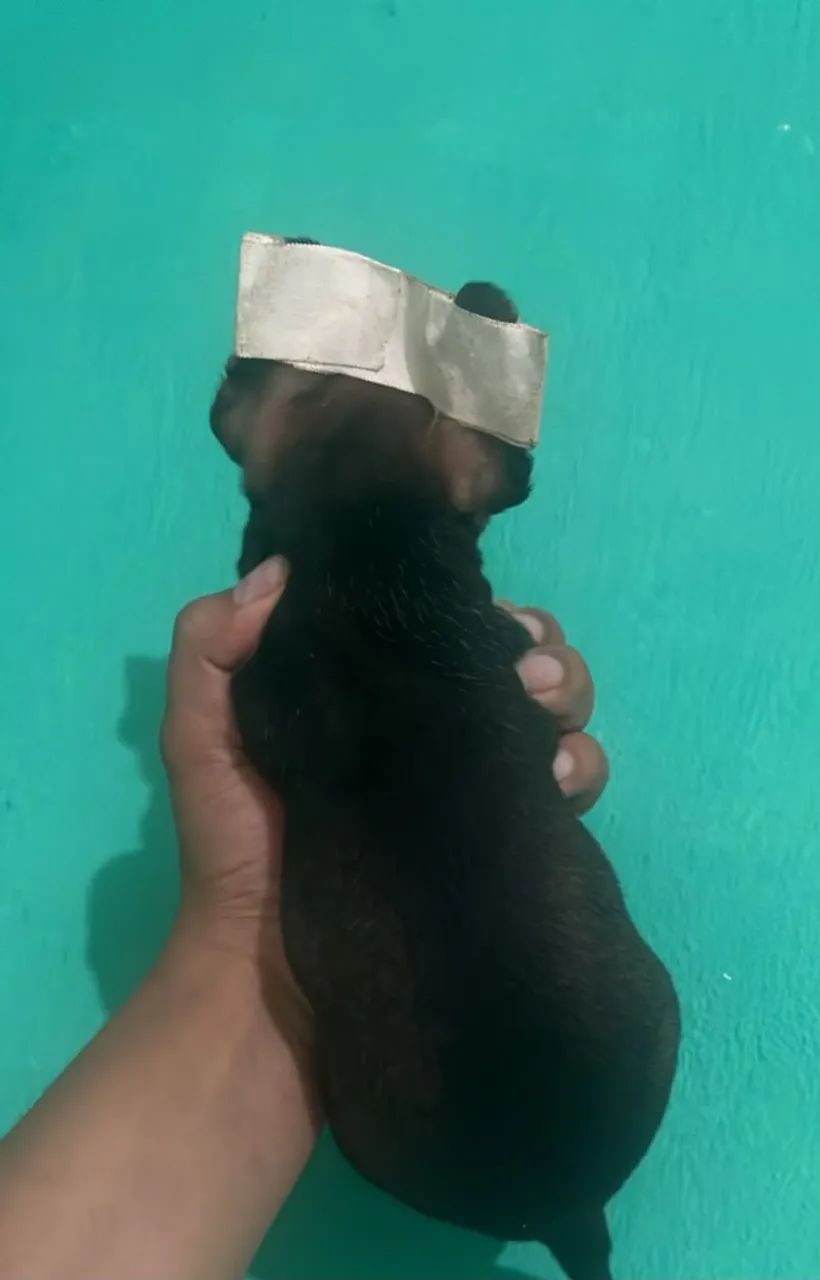 Pinscher macho micro pais abaixo de 23 cm  - Foto 2