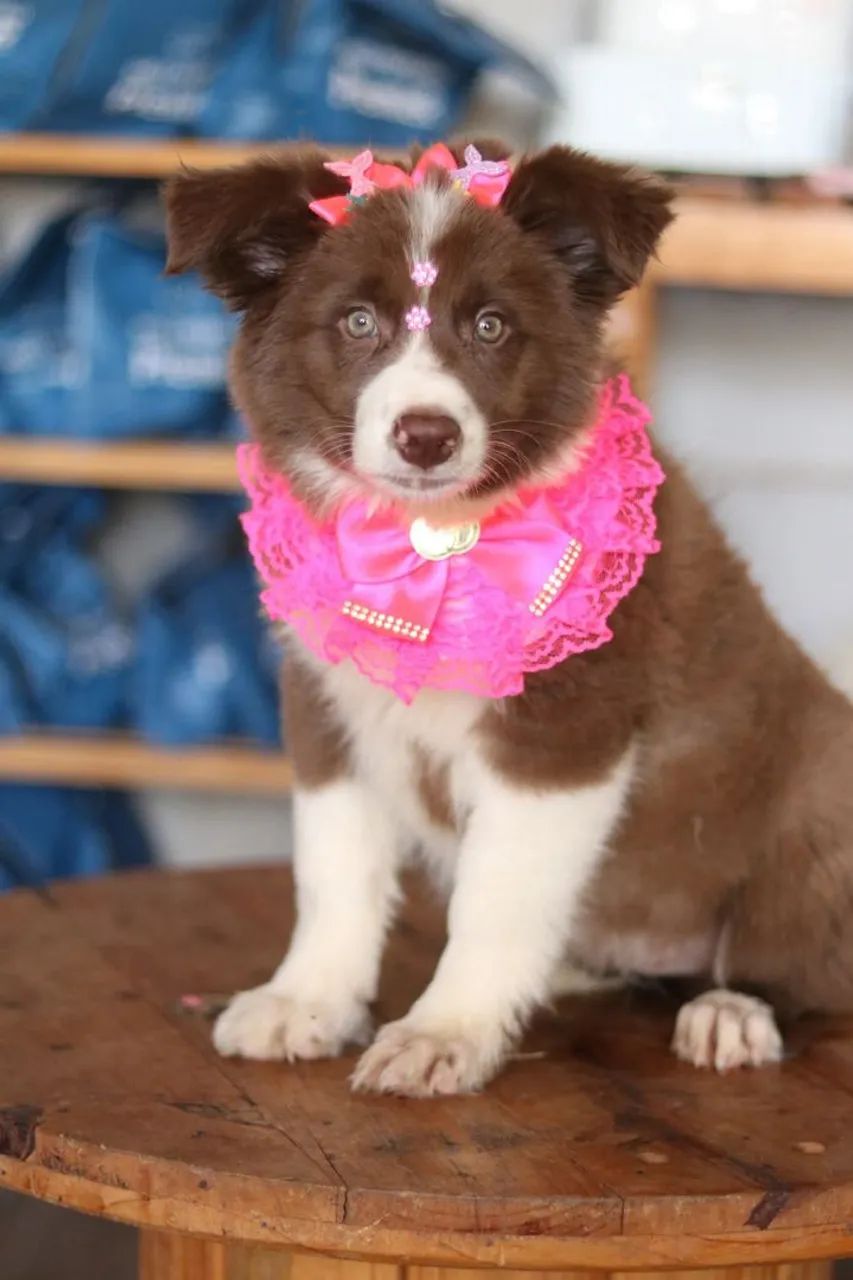 BORDER COLLIE PARCELAMOS  - Foto 5