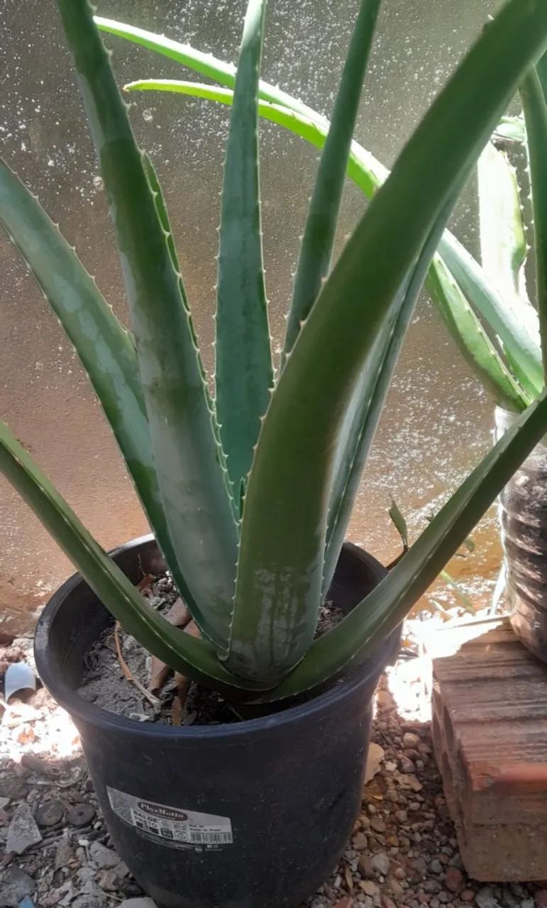 Babosa Gigante  - Foto 2