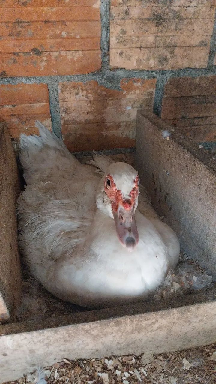 Vendas de patos e patas