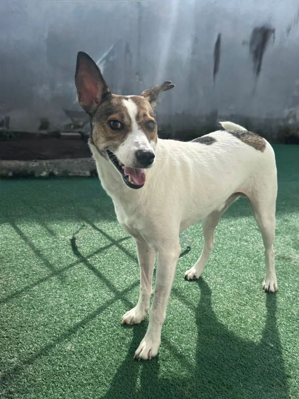Cão macho para adoção - Foto 2