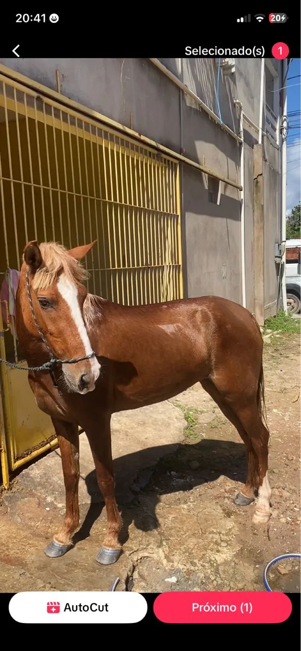 Égua nova é boa de passada