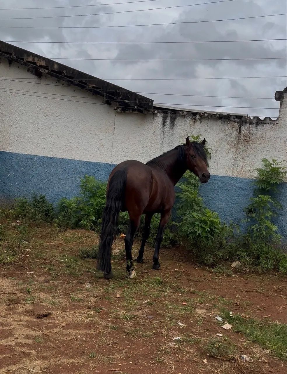 CAVALO MANGALARGA REGISTRADO Á VENDA