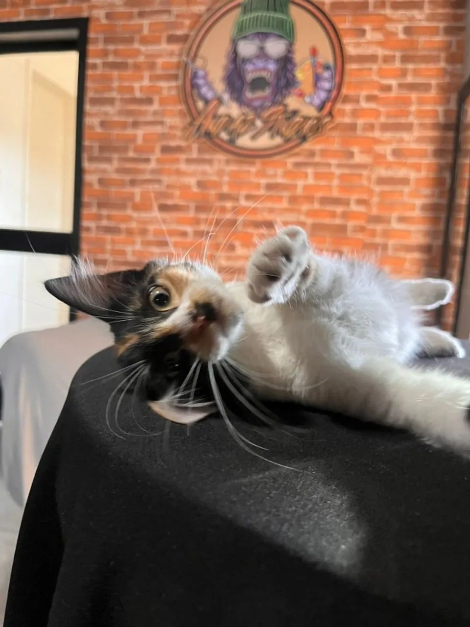 Gatinha para ADOÇÃO responsável - Foto 3