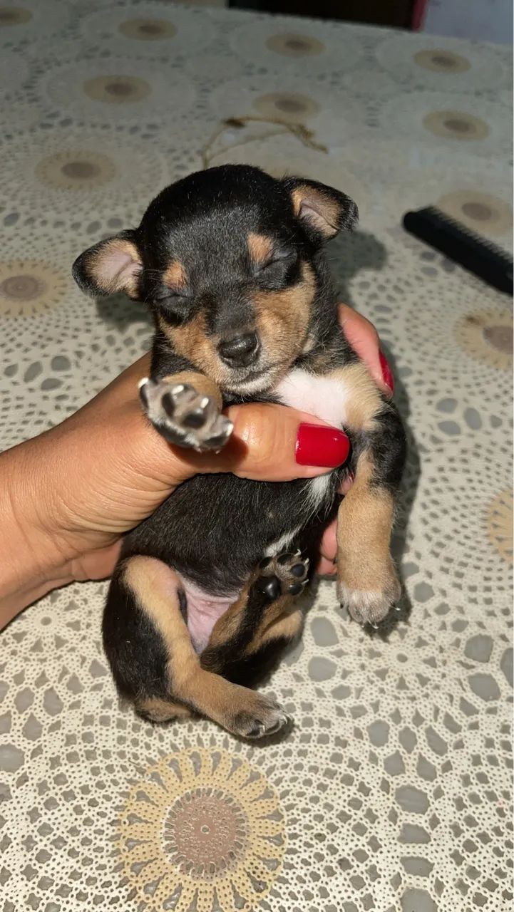 Cachorro  - Foto 3