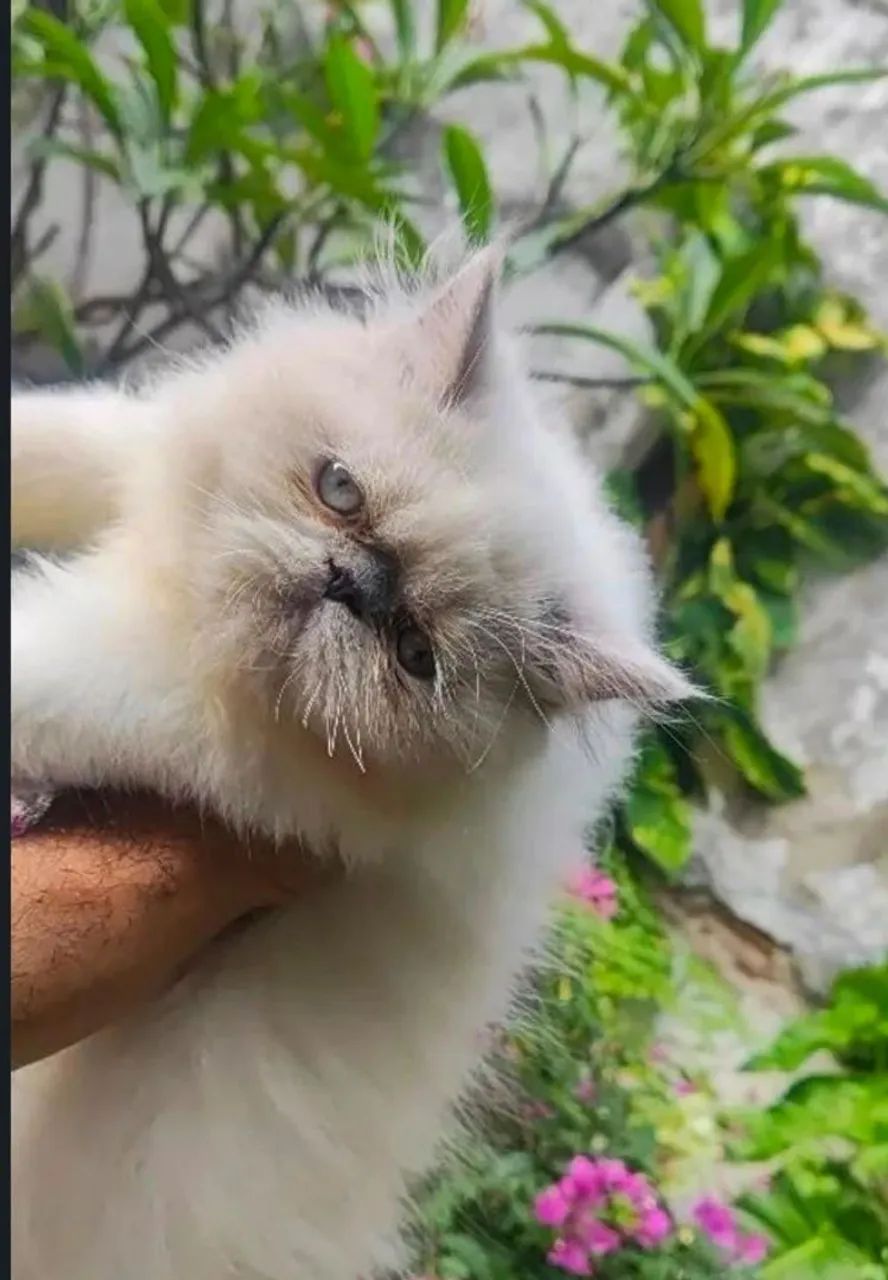 Gato persa macho e fêmea  - Foto 2