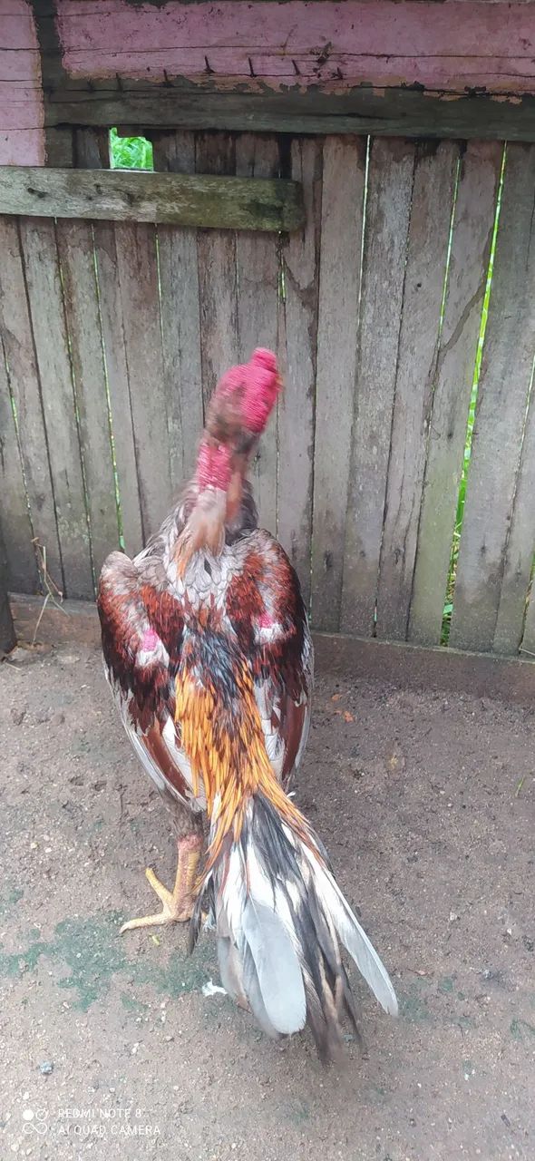 Galo de raça  - Foto 2