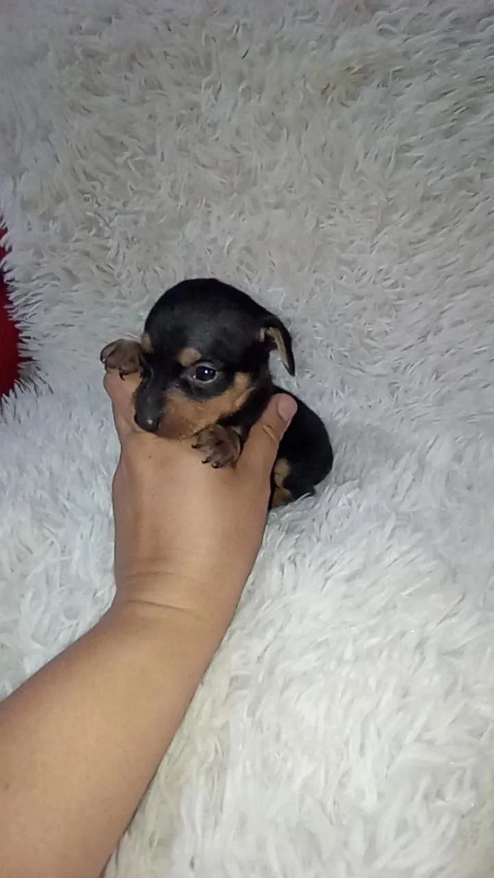 Pinscher zerinho macho ( perfeitinho) - Foto 5