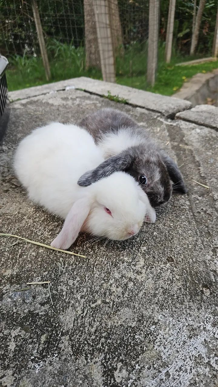 Coelhos Mini Lop - Foto 4