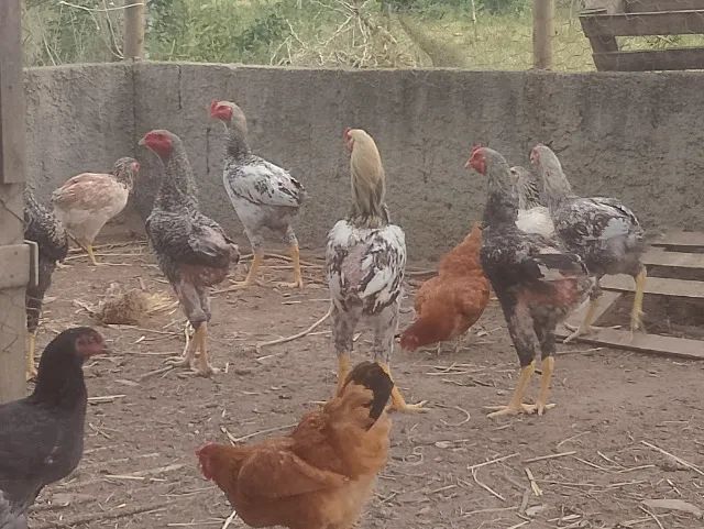 Frango de quintal  - Foto 2