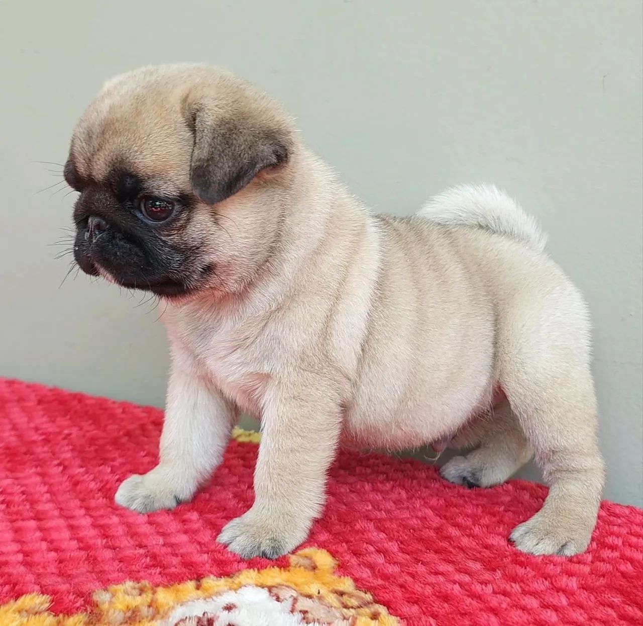 Pug legítimos  - Foto 3