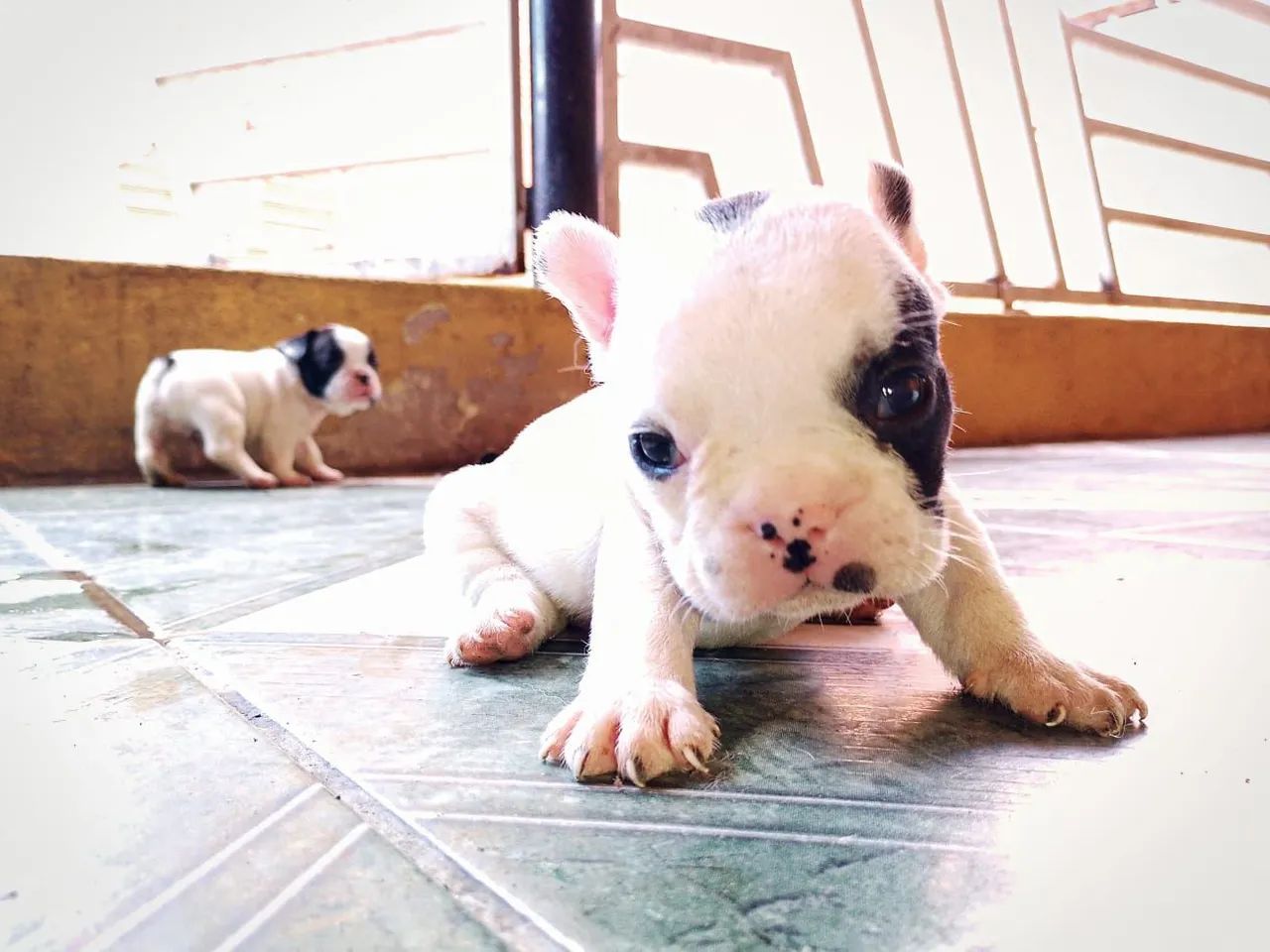 Buldogue francês micro  - Foto 3