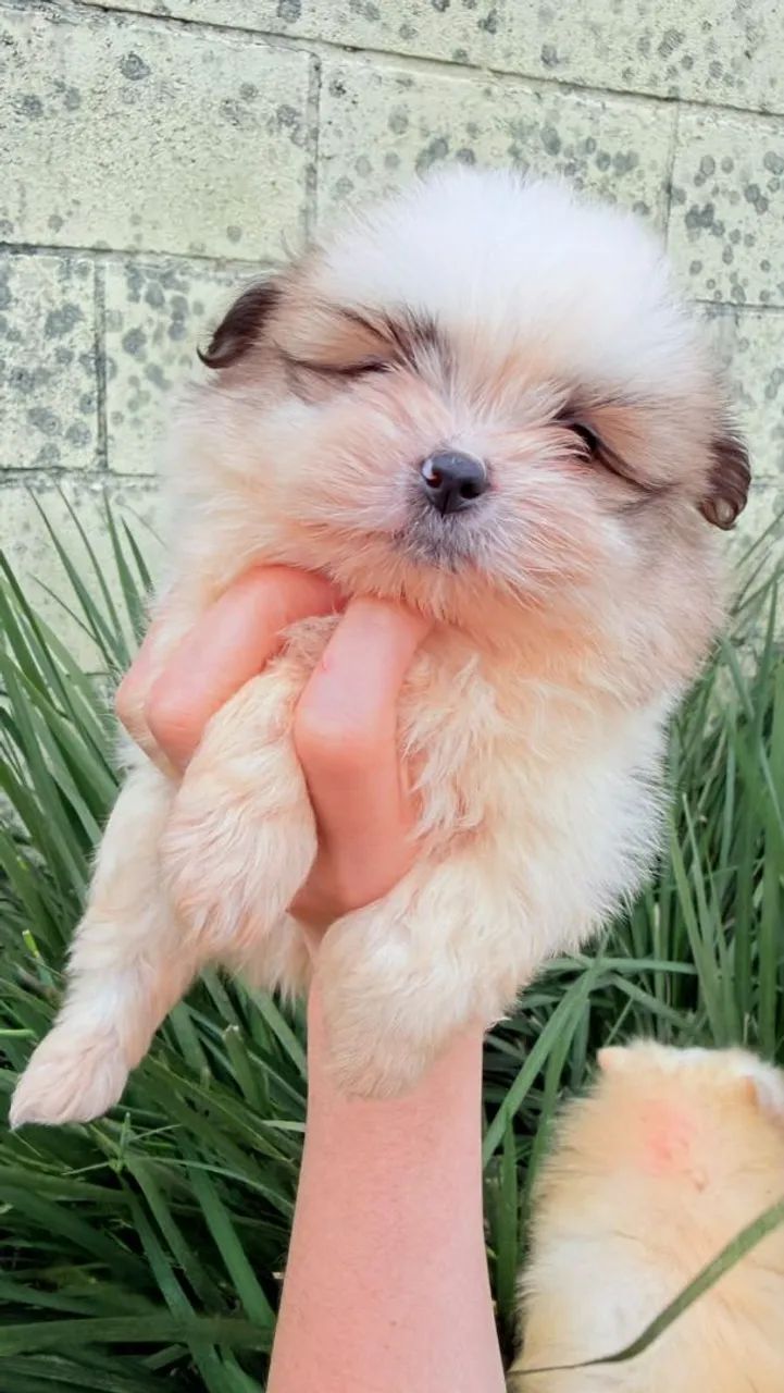vendo filhotes spitz com shitzu  - Foto 5