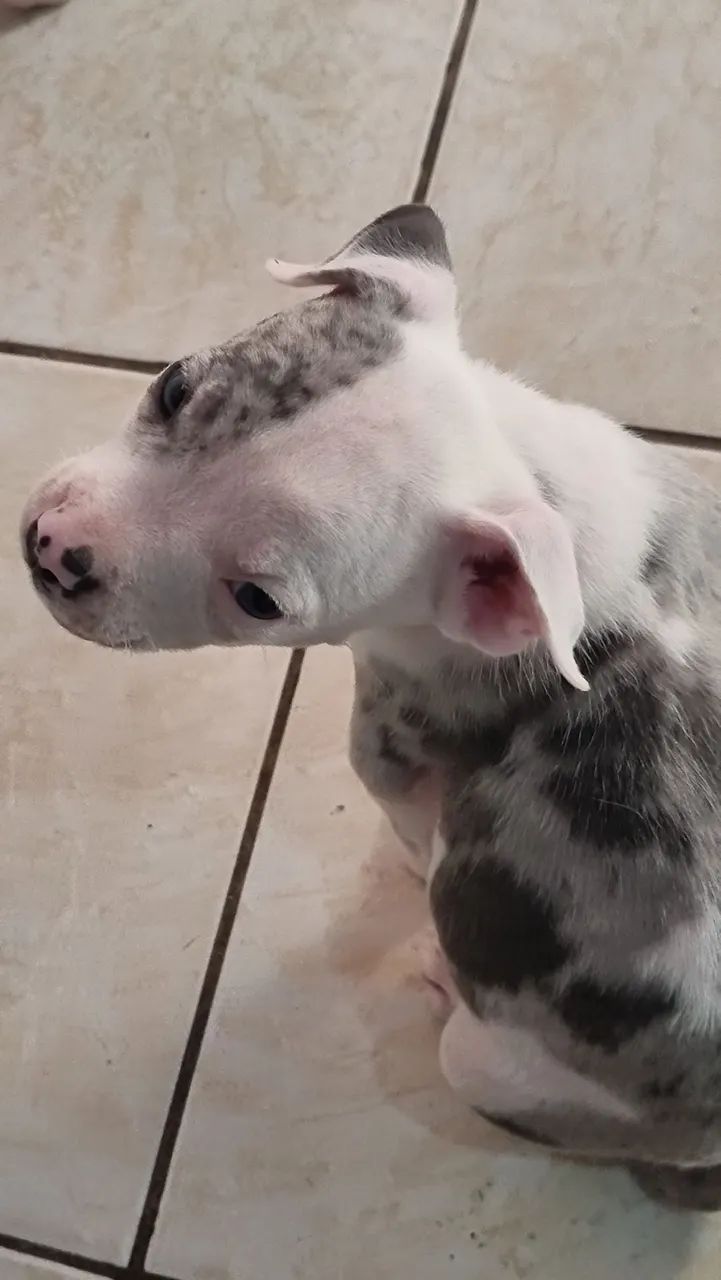 Pit Bull Merle - Foto 2