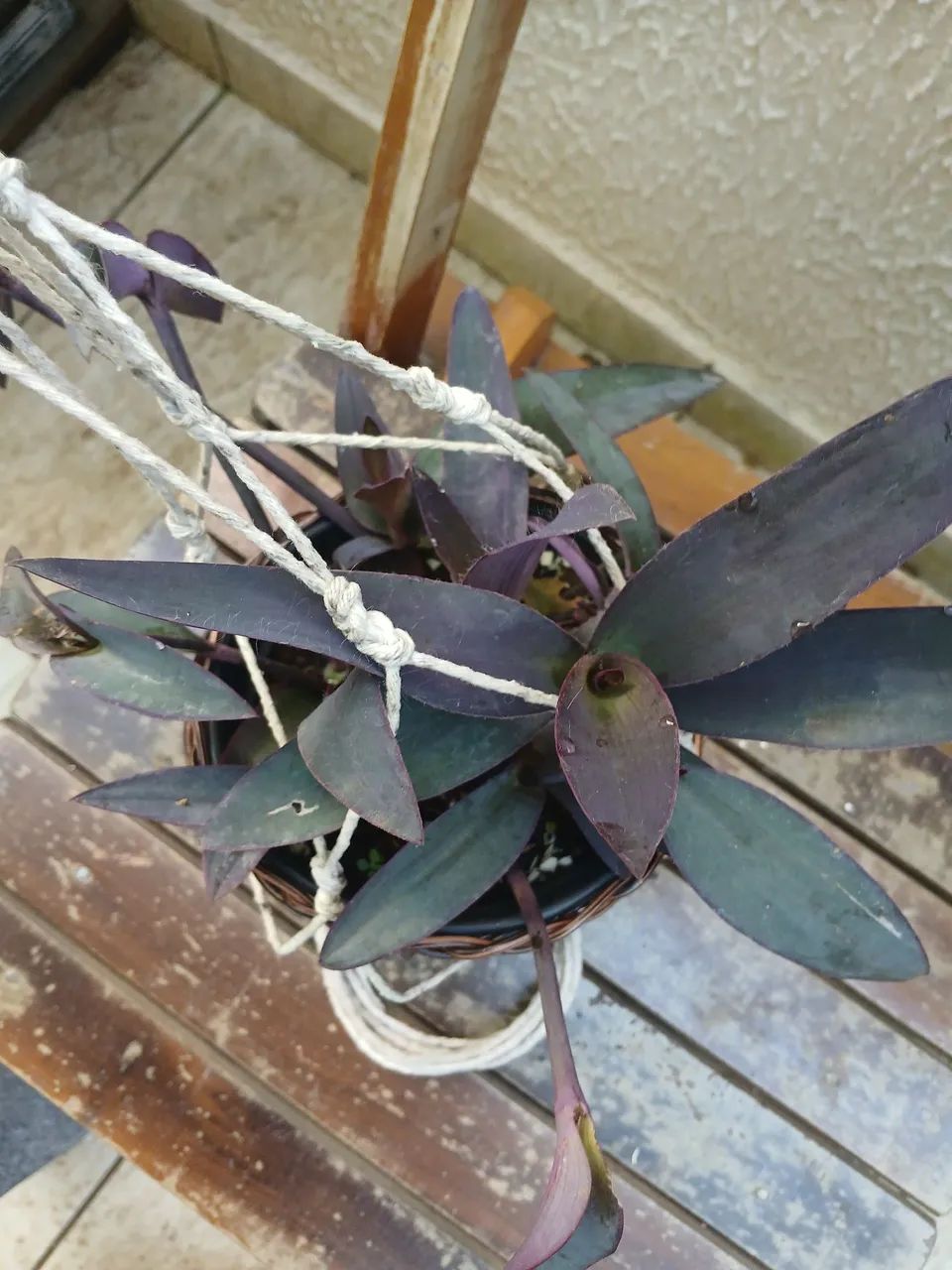 Planta - Foto 4