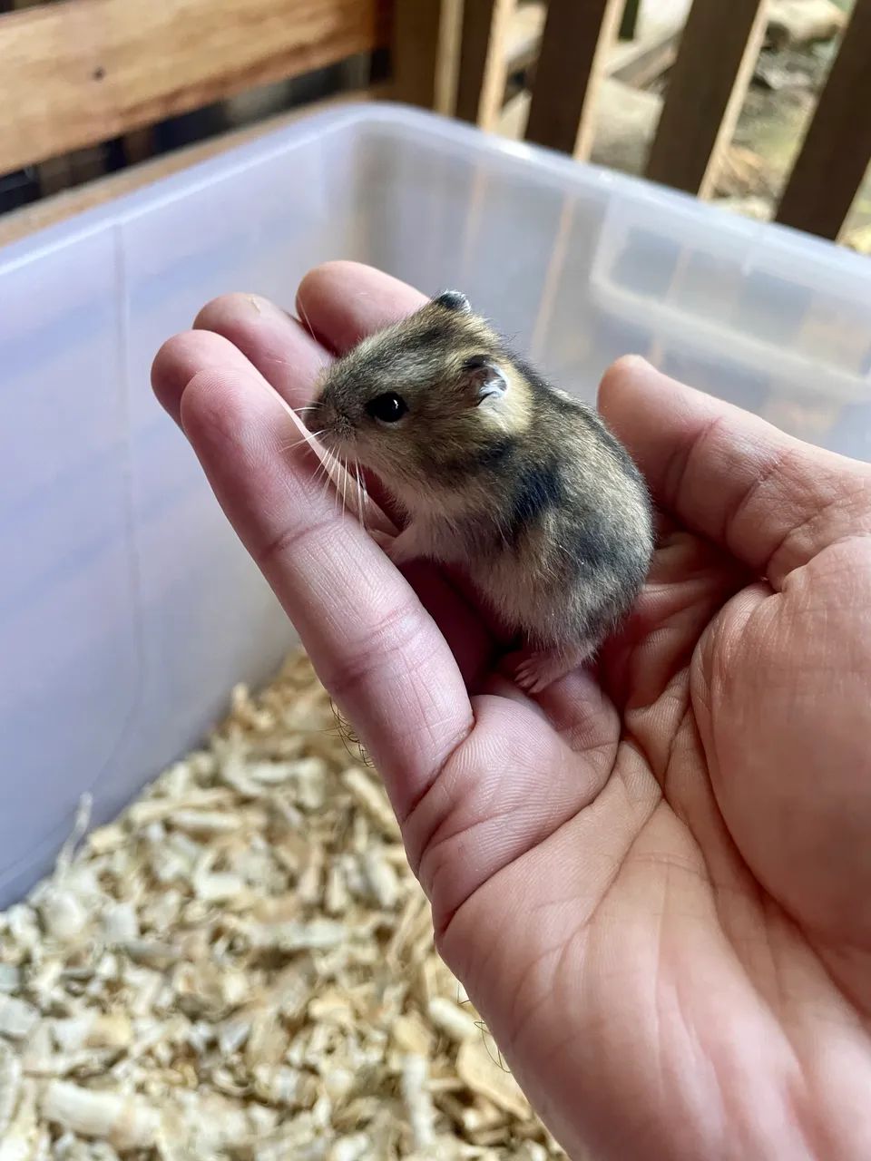 Hamster filhotes - Foto 3
