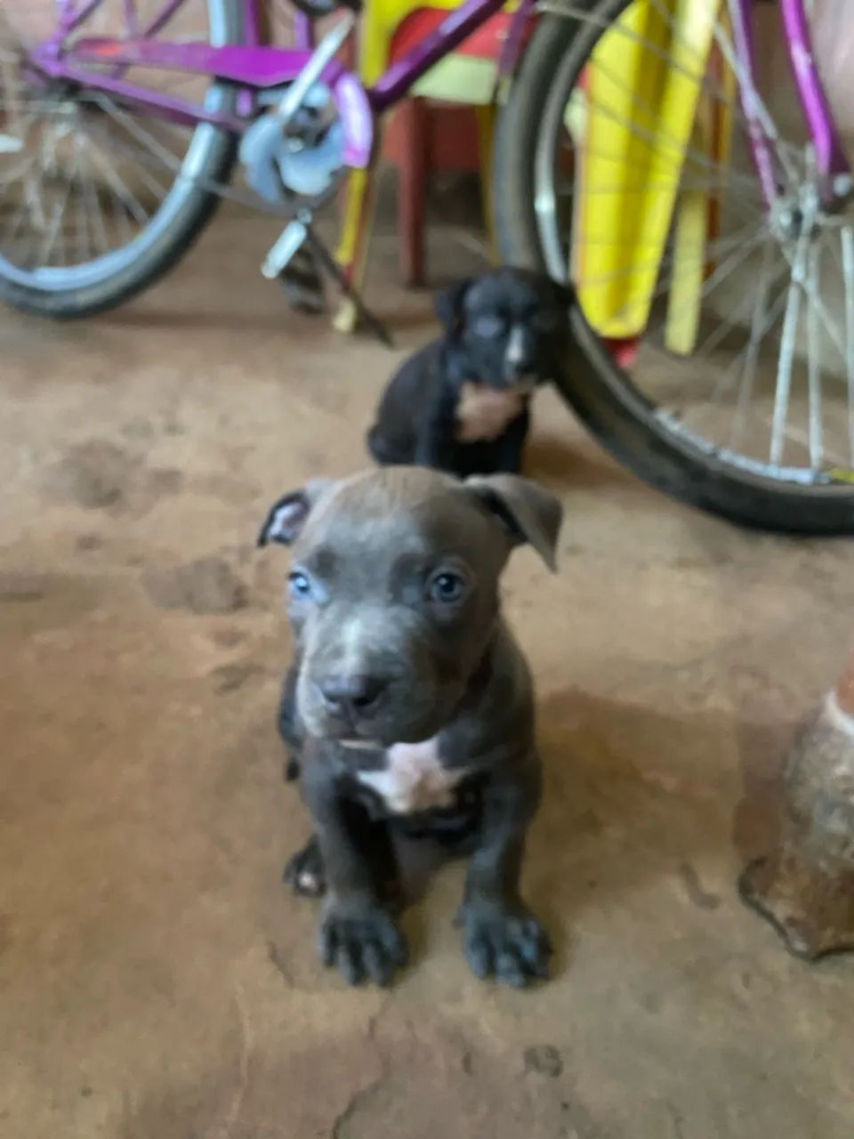 Cachorro pitbull  - Foto 4