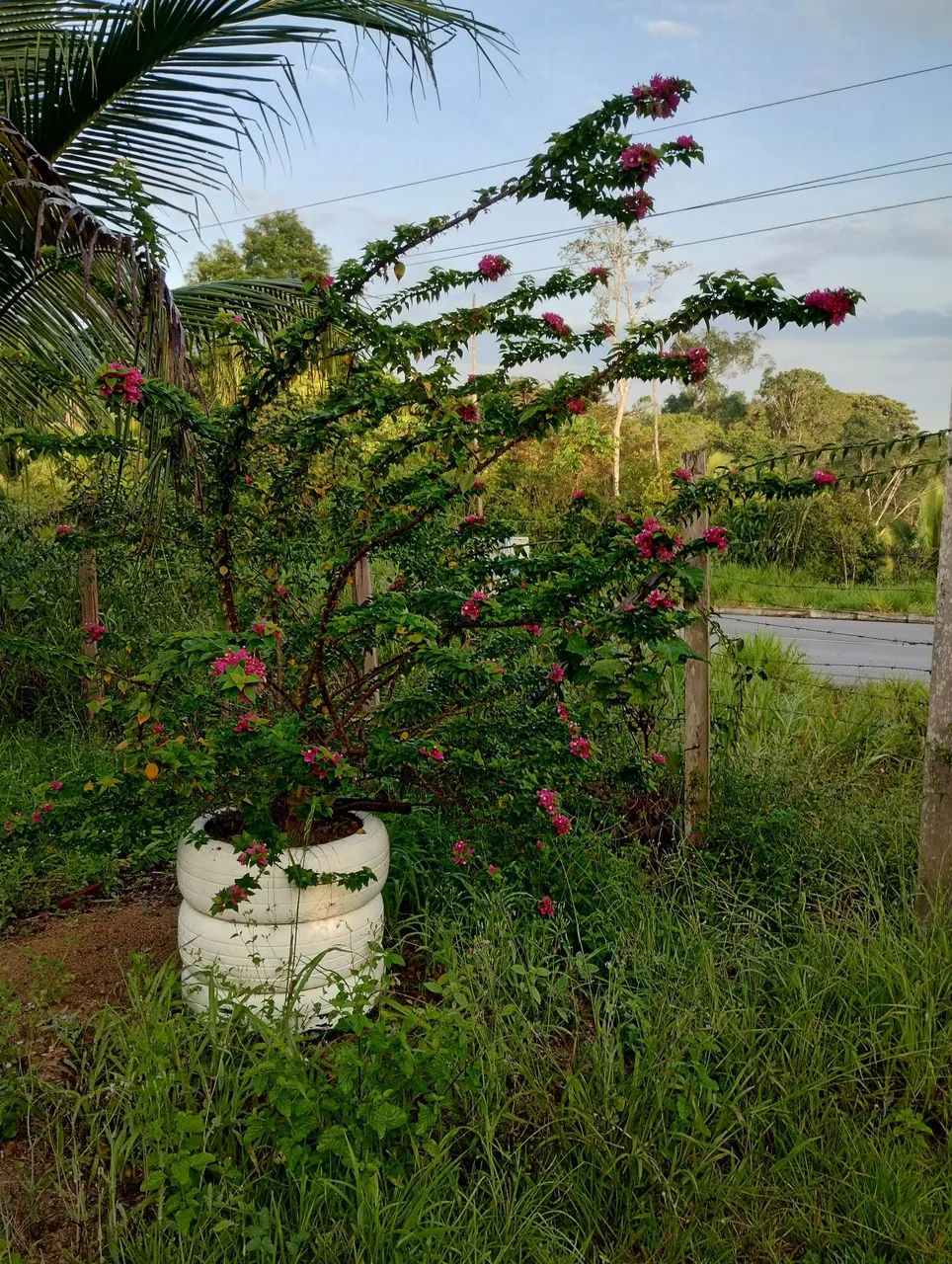Vendo ou troco lindo sítio - Foto 5