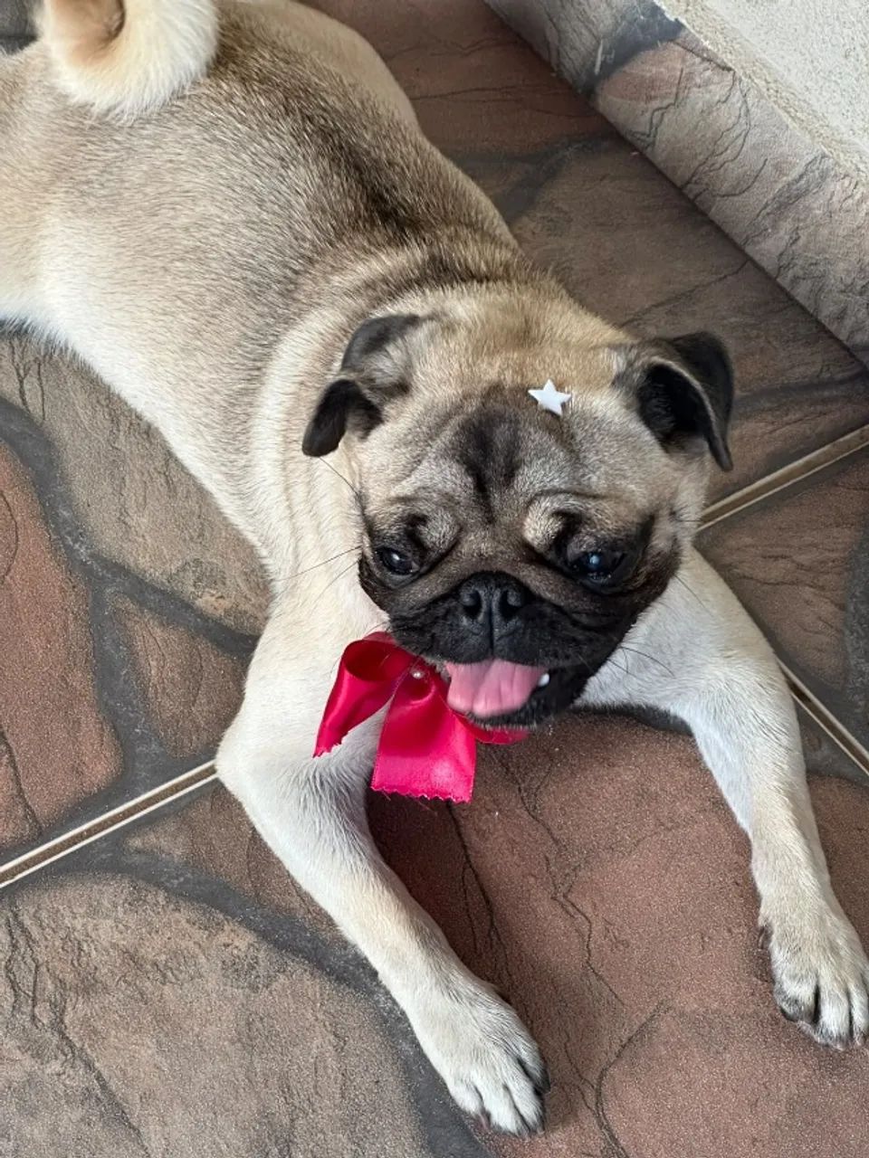 Vendo cachorro  PUG  - Foto 2