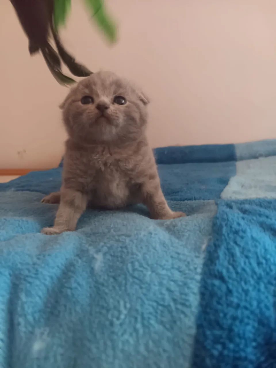 Scottish fold o gato da orelha dobrada  - Foto 3