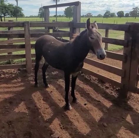 Vende-se burro para serviço - Foto 5