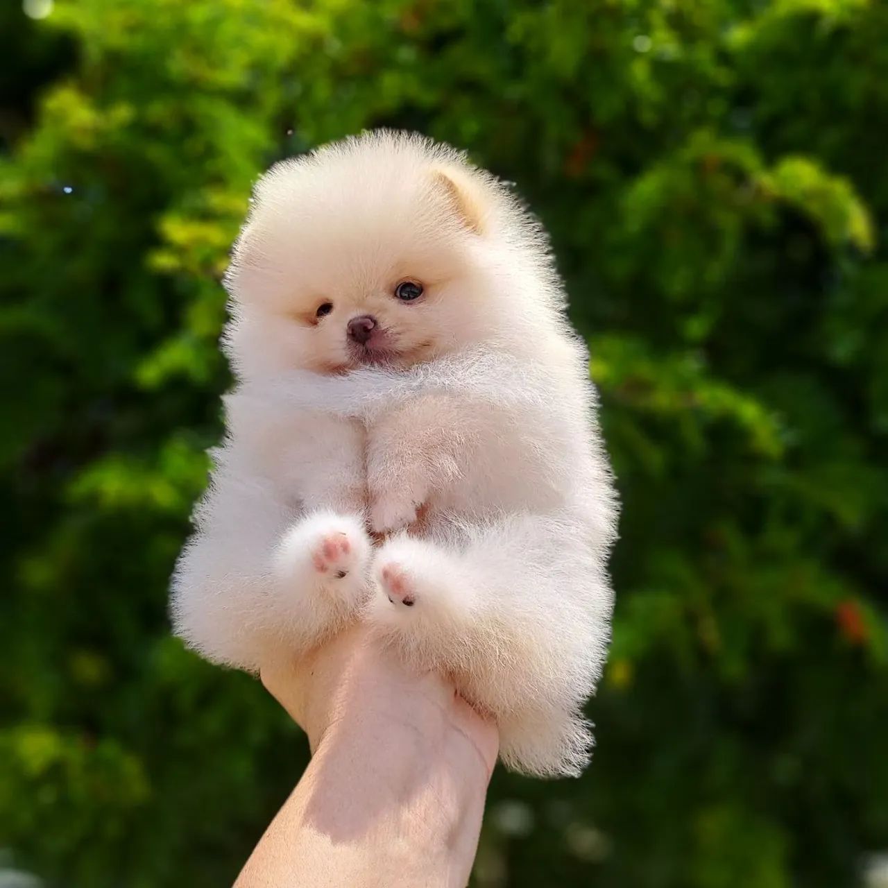 Chegaram Os Ursinhos mais lindos da Olx - Foto 2