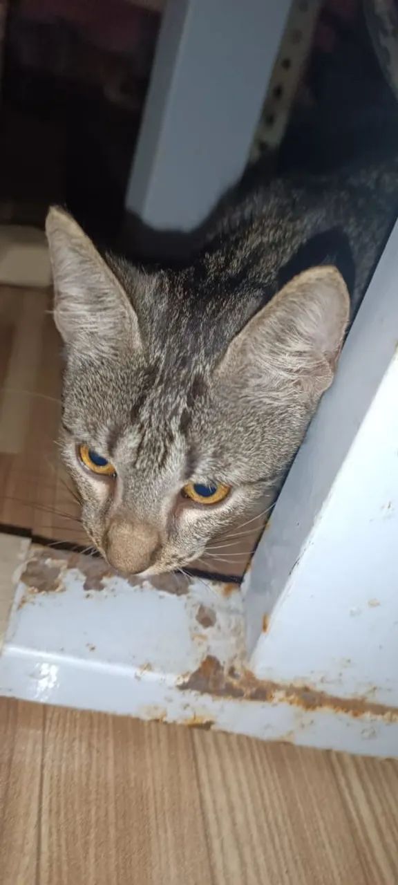 Gatinha para adoção  - Foto 3