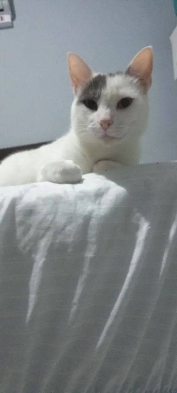 Adoção responsável  - Foto 2