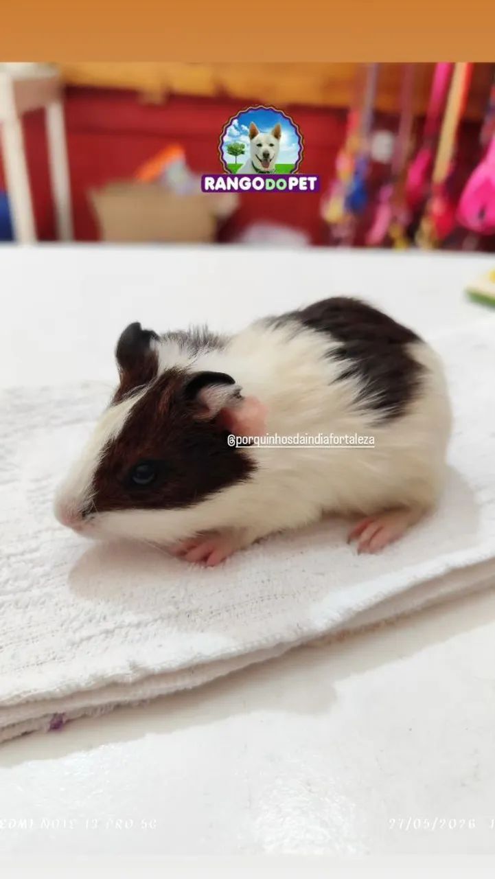 Porquinho da índia  - Foto 2
