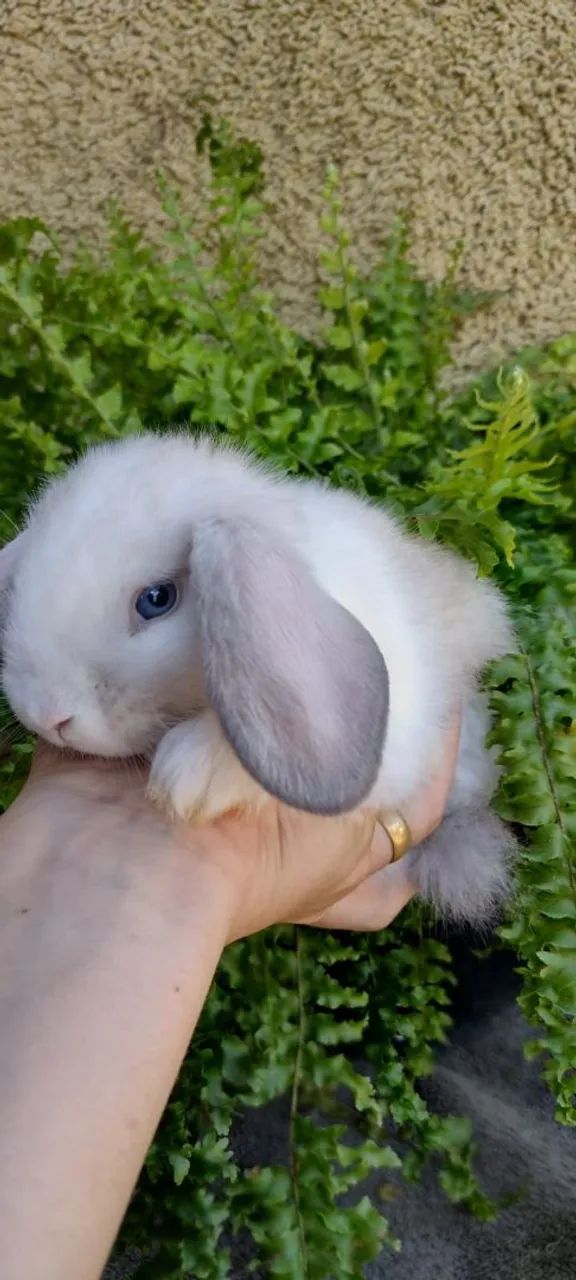 Mini Lop Uruguaio  - Foto 4