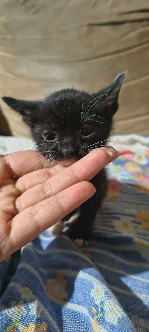 Gatinhos para adoção  - Foto 3