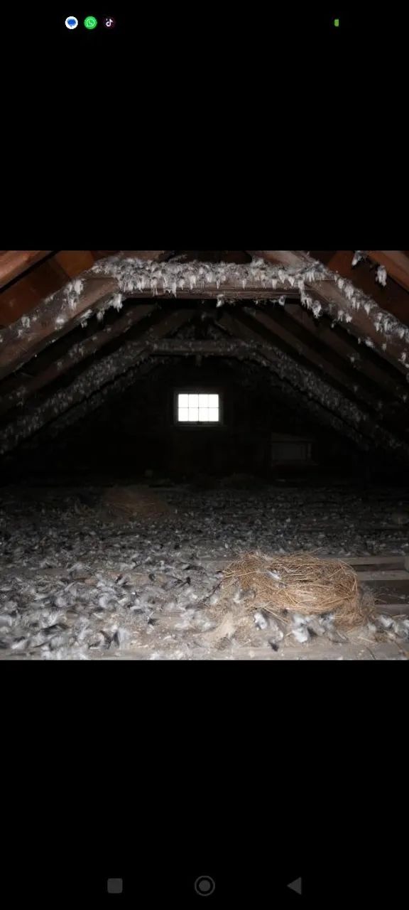 Limpa forros infestado de pragas  - Foto 3