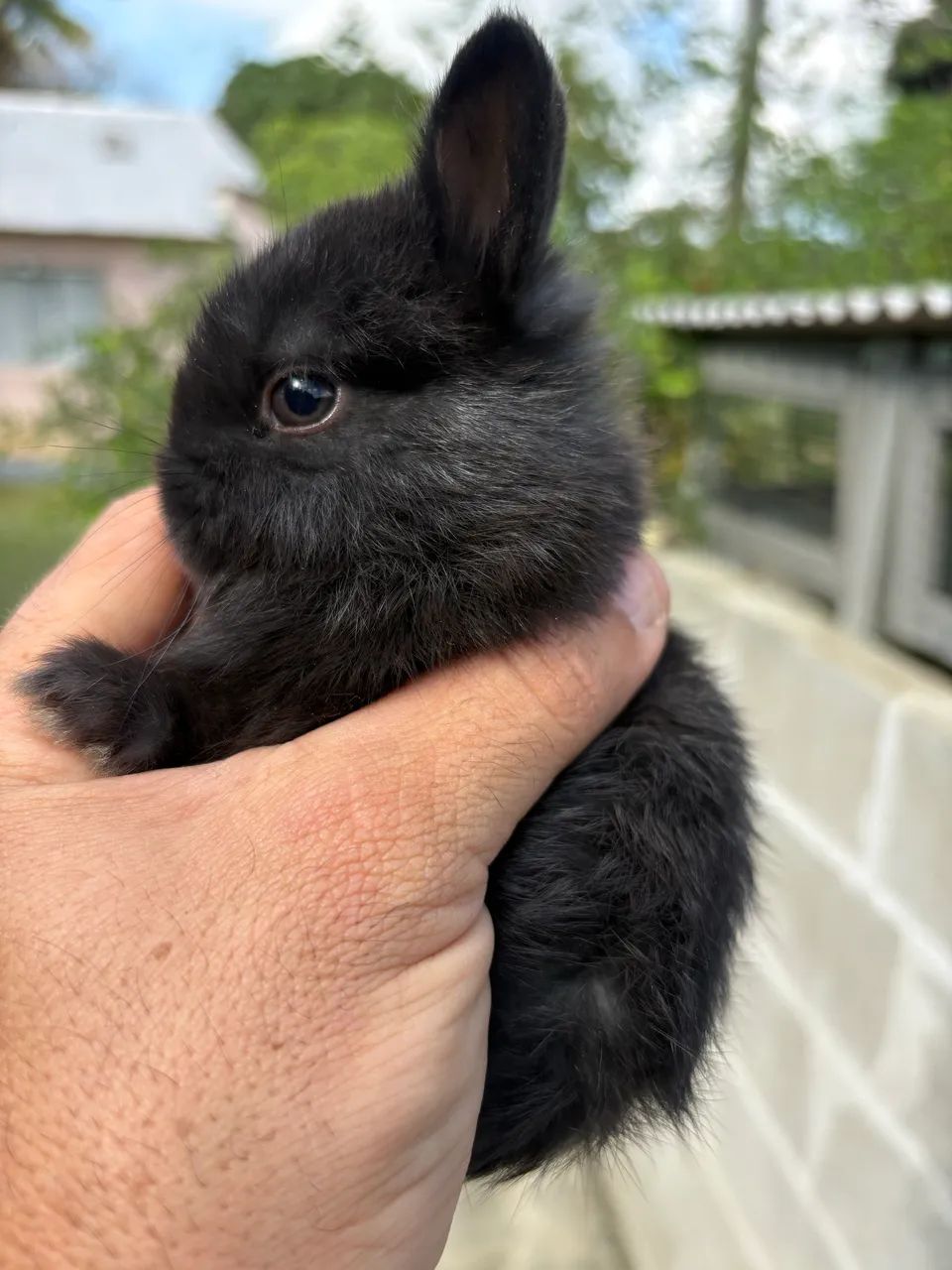Mini coelho Netherland Dwarf - Foto 4