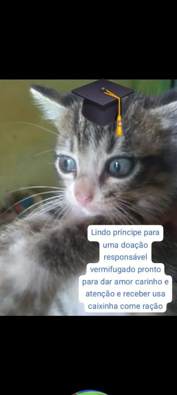 Lilido para adoção responsável 
