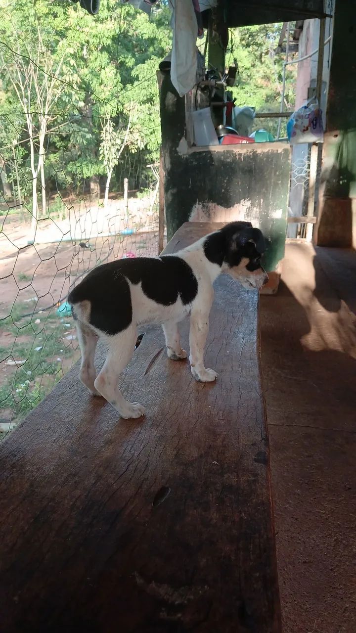 Pinscher - Foto 3