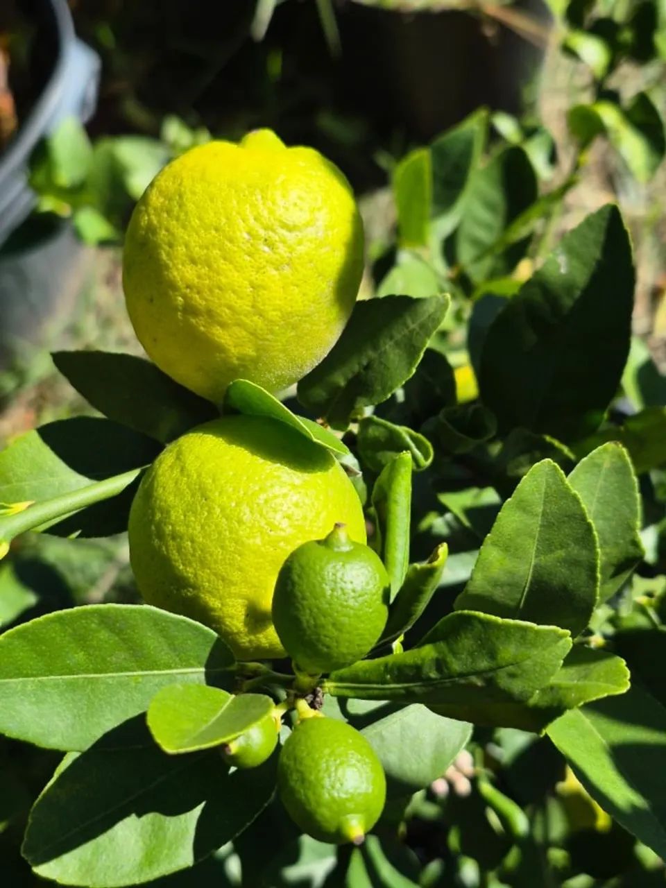 MUDAS DE LIMÃO GALEGO E SICILIANO PRODUZINDO  - Foto 2