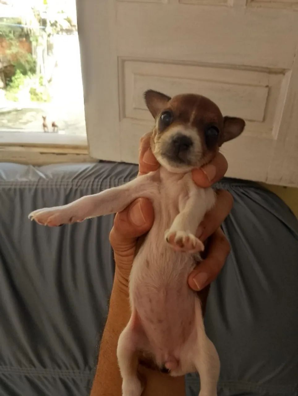 Vendo Filhotes de Pinscher  - Foto 3