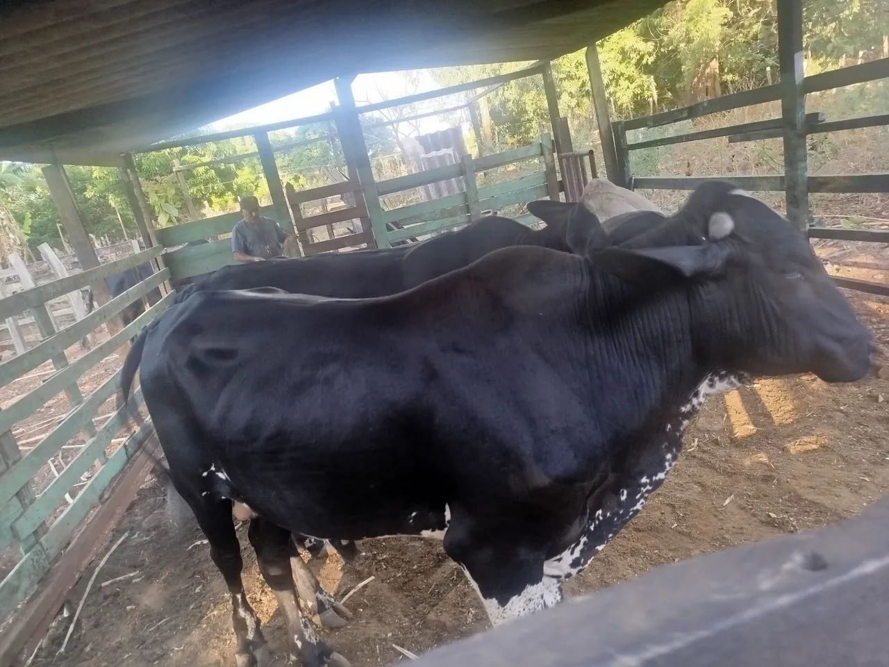 Vaca e boi - Foto 4